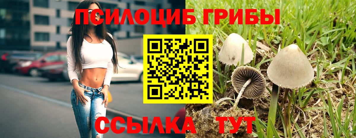Псилоцибиновые грибы Psilocybe Чехов